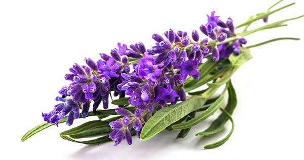 Αιθέριο Έλαιο Λεβάντας "lavandula angustifolia"