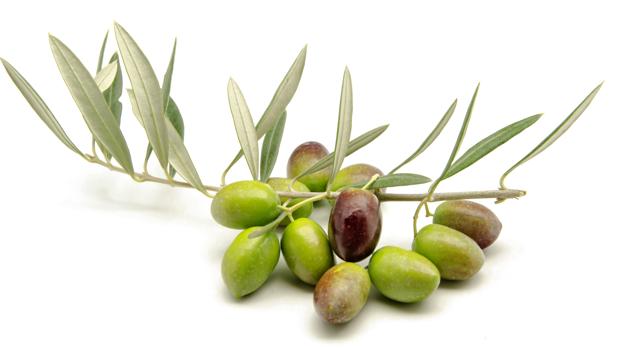 Olive Squalene Oil