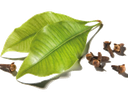 [CON] Clove leaf essential oil &quot;eugenia caryophyllata&quot;
