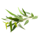 [BIO-/] Eucalyptus Lemon essential oil &quot;eucalyptus citriodora&quot; (BIO)