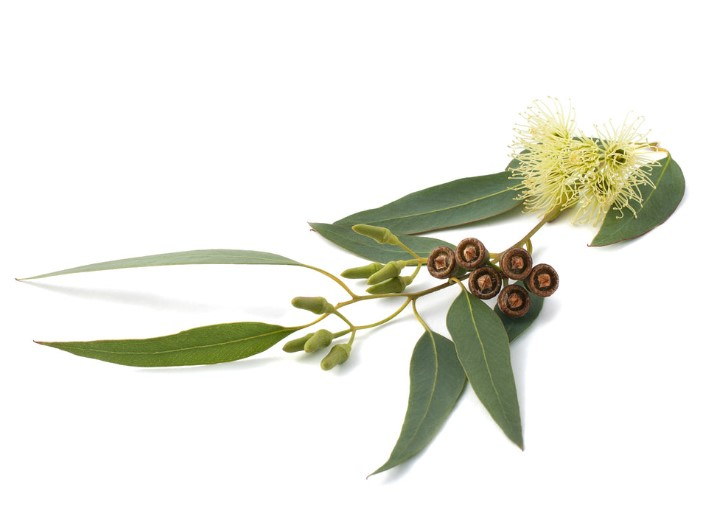 Eucalyptus Globulus essential oil  &quot;eucalyptus globulus&quot;