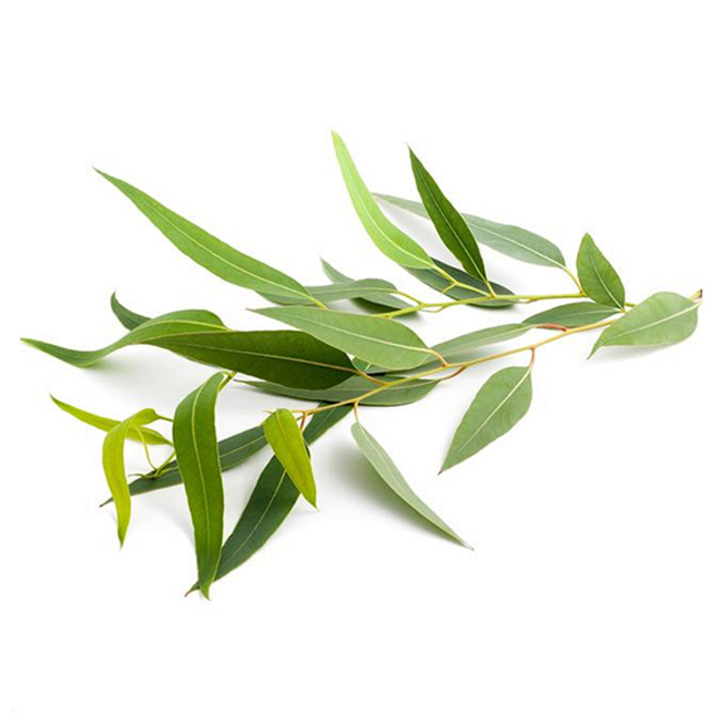 Eucalyptus Radiata essential oil &quot;eucalyptus radiata&quot;