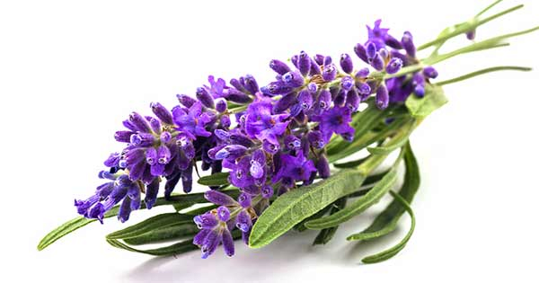 Lavender Essential Oil  &quot;lavandula angustifolia&quot;