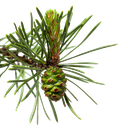 [PPBIO] Maritime pine essential oil &quot;pinus pinaster&quot;