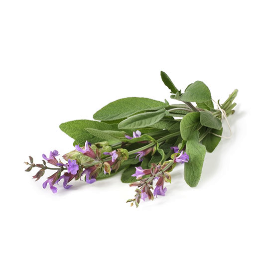 Aceite Esencial de Salvia España &quot;salvia lavandulifolia&quot;