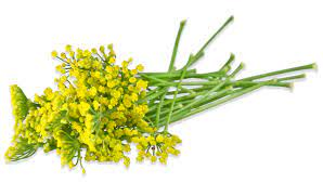 Sweet fennel essential oil &quot;foeniculum vulgare miller&quot;