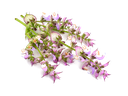[CON] Aceite Esencial de Salvia Esclarea (Romana) &quot;salvia sclarea&quot;