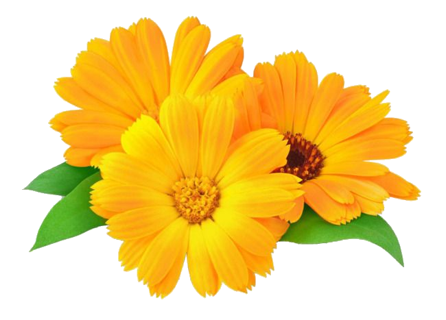 Marygold Macerated Oil &quot;calendula officinalis&quot;