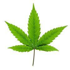 Hemp Seed Vegetable Oil &quot;cannabis sativa&quot;