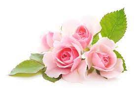 Organic Rose Damascena Hydrolate