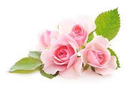 [BIO-/] BIO Rosa Damascena Hydrolaat