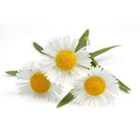 BIO Romeinse Kamille Hydrolaat