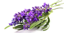 Organic Lavender Flower Water