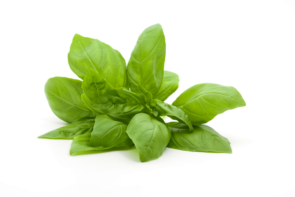 Basil Methyl Chavicol "ocimum basilicum" Essential Oil