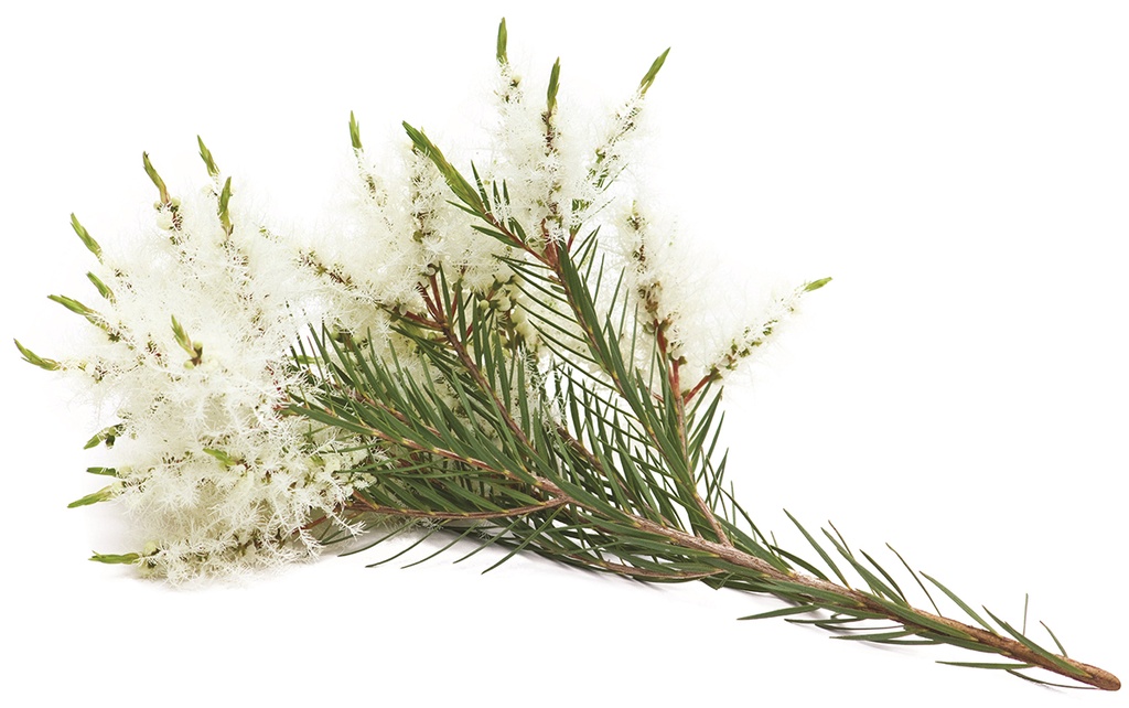 Tea Tree olio esentziala "melaleuca alternifolia"