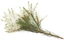 [/-KG01] Tea Tree eterisk olja "melaleuca alternifolia" (Konventionell, 1 kg)