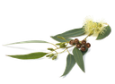 [BIO-KG01] Eucalyptus Globulus eteerinen öljy "eucalyptus globulus" (BIO, 1 kg)