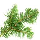 [BIO] Esenciální olej z jedle balzámové "abies balsamea" (1 kg)