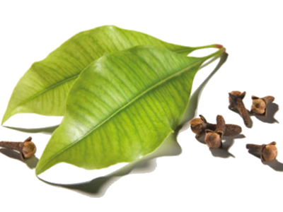 Kryddnejlika blad "eugenia caryophyllata" eterisk olja