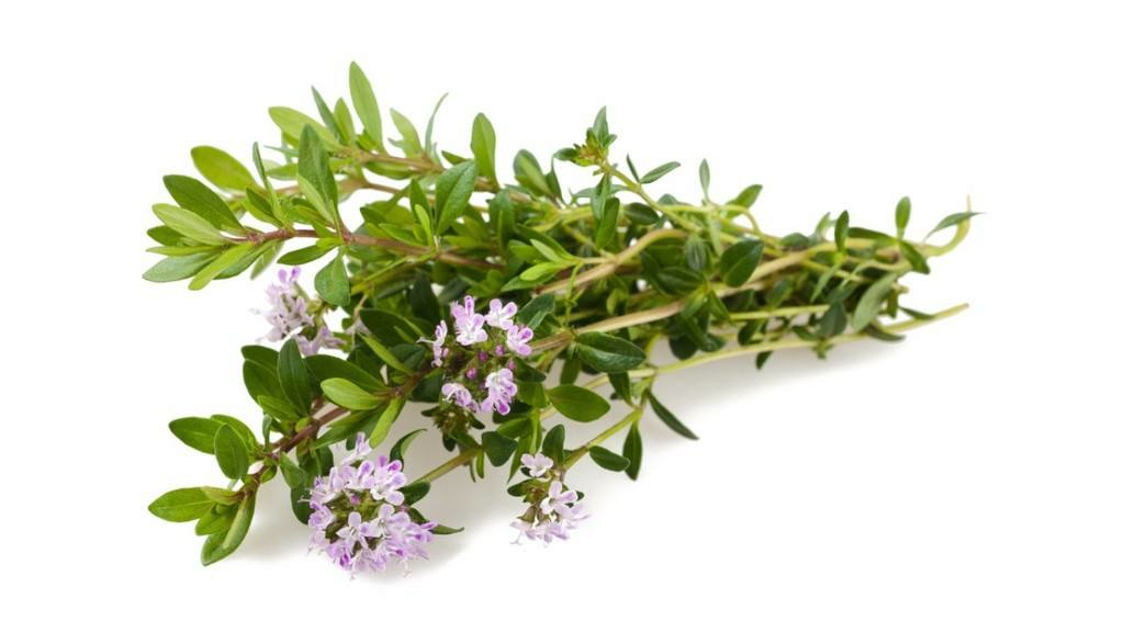 "satureja montana" olio esentzial gazia