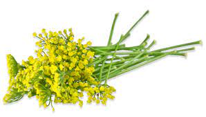 Ulei esențial de fenicul dulce "foeniculum vulgare miller"