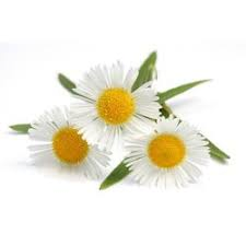 Oli Essencial de Camamilla Romana "anthemis nobilis"