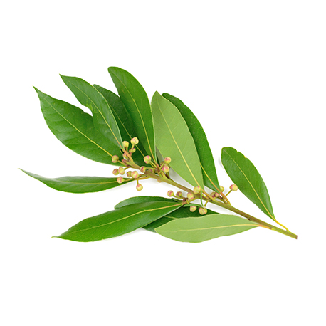 Ravensara Olio Essenziale "ravensara aromatica"