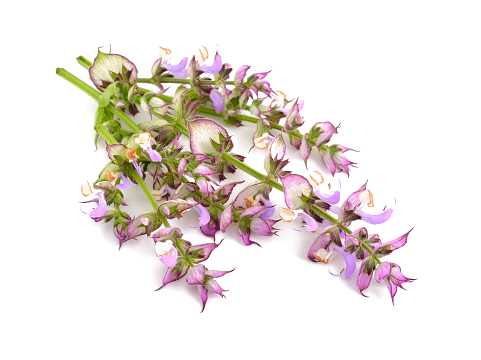 快乐鼠尾草精油（罗马）“鼠尾草”