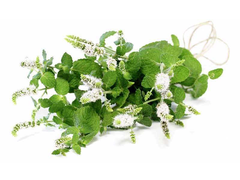 زيت الكايبوت العطري "melaleuca cajuputii"