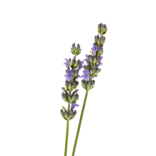Αιθέριο Έλαιο Λεβάντας "lavandula latifolia"