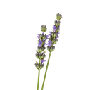 [BIO] Lavendel etherische olie "lavandula latifolia" (1 kg)