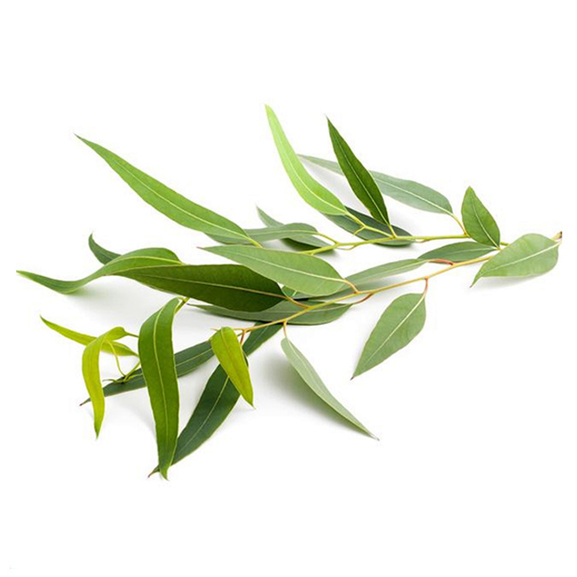 Aceite esencial de eucalipto radiata "eucalyptus radiata"