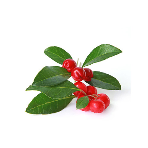 Ätherisches Wintergrünöl „Gaultheria procumbens“