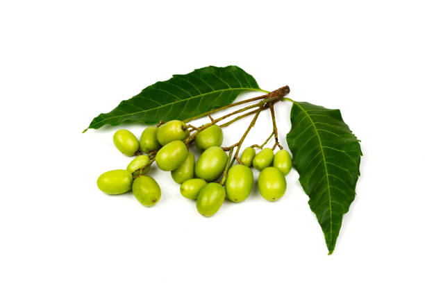 Oli Vegetal de Neem "azadirachta indica"