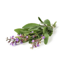 [BIO] Spaanse salie etherische olie "salvia lavandulifolia" (1 kg)