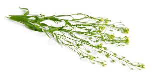 Leindotter-Pflanzenöl „Camelina sativa“.