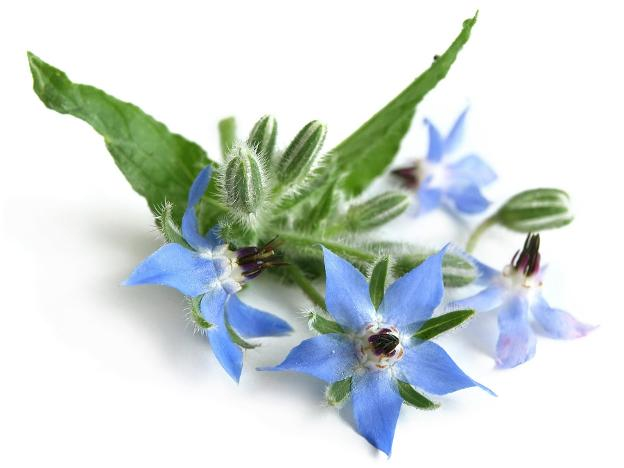 زيت لسان الثور النباتي "borago officinalis"