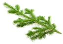 [CON] Siberiako pinu olio esentziala "abies sibirica" (1kg)