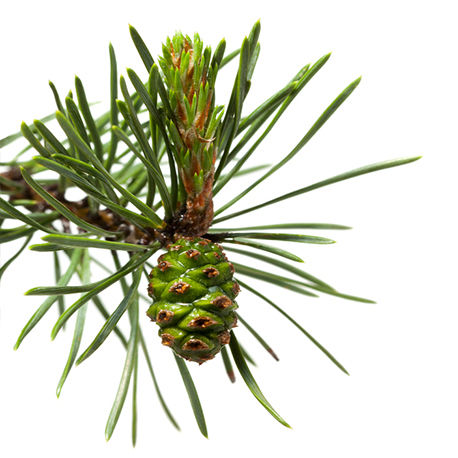 Jūrinės pušies eterinis aliejus (Trement.) "pinus pinaster"