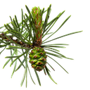 [BIO] Eterično ulje primorskog bora (Trement.) "pinus pinaster" (1 kg)
