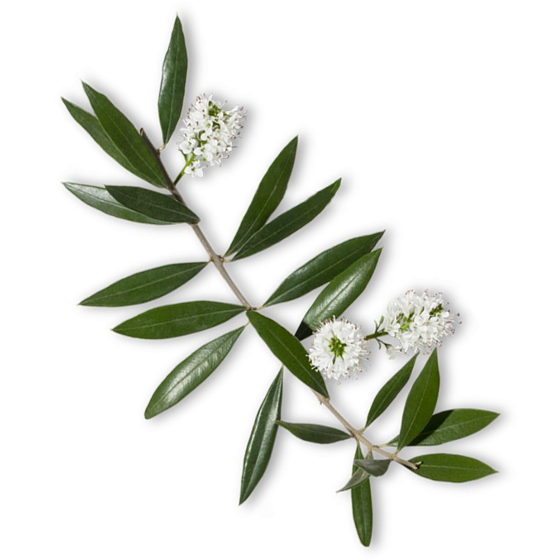 Niauli ēteriskā eļļa "melaleuca viridiflora"