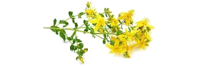 セントジョーンズワート ヒマワリ植物油「hypericum perforatum」