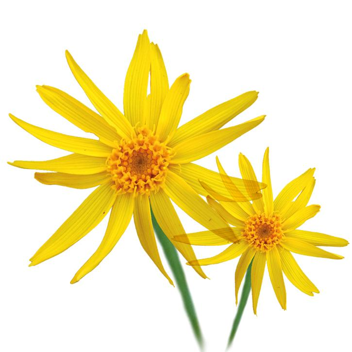 Arnica Zonnebloem Plantaardige Olie "arnica montana"