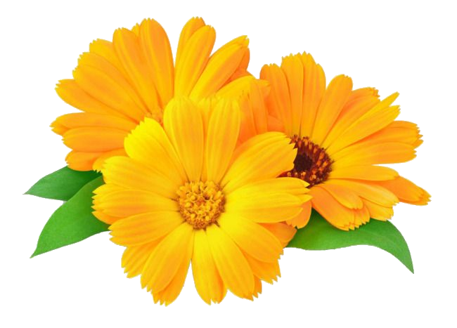 Ayçiçeğindeki Aynısefa Bitkisel Yağı "calendula officinalis"