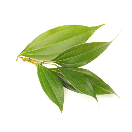زيت أوراق القرفة العطري "Cinnamomum zeylanicum"