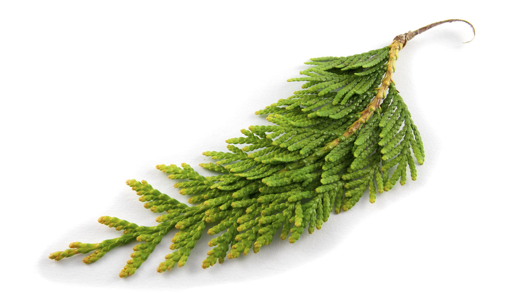 Olio essenziale di Cipresso "cupressus sempervirens".