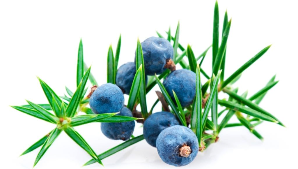 Olio essenziale di bacche di ginepro "juniperus communis"