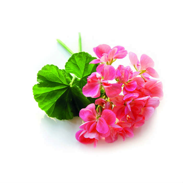 Esenciální olej Geranium "pelargonium graveolens".