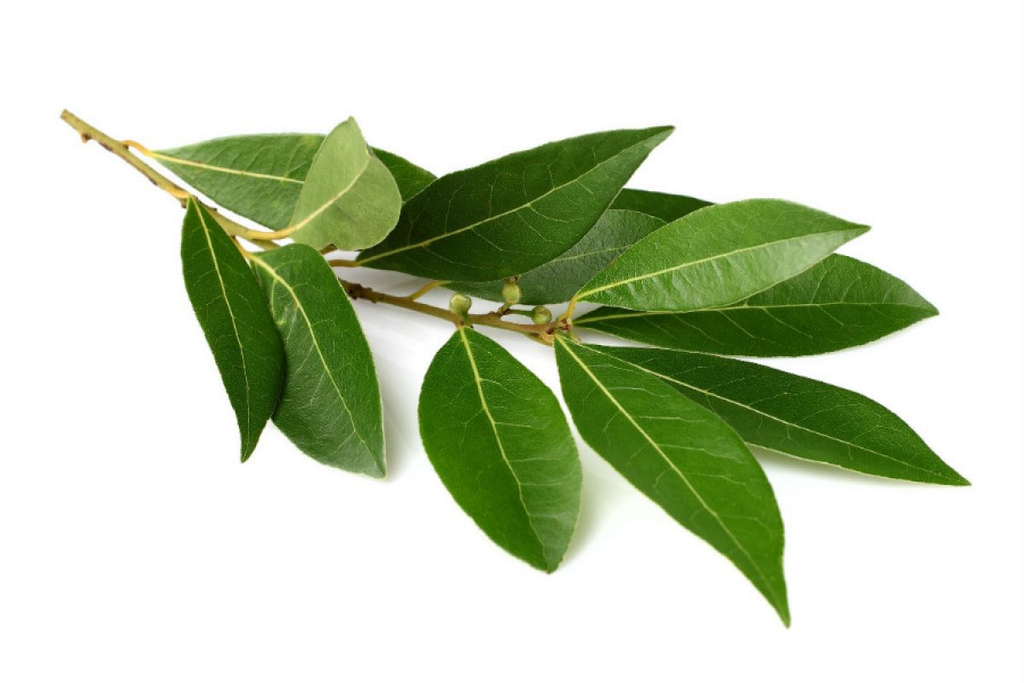 Óleo Essencial de Louro "laurus nobilis"