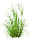 [CON] Citronzāles ēteriskā eļļa "cimbopogon flexuosus" (Konvencionāls, 1kg)